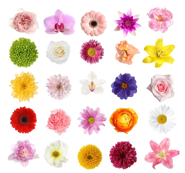Conjunto de diferentes hermosas flores sobre fondo blanco.