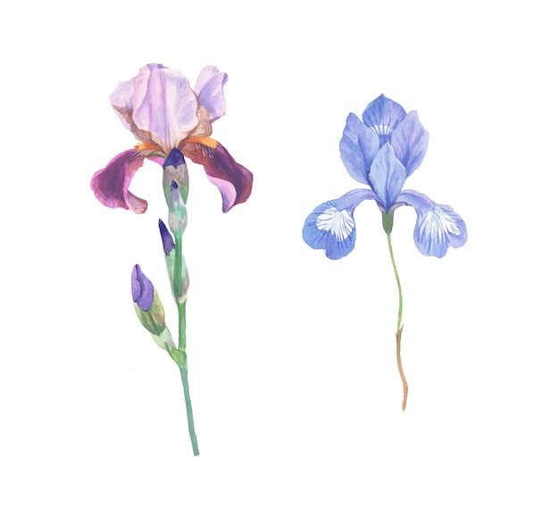 Conjunto de dos iris púrpuras aisladas sobre un fondo blanco Ilustración dibujada a mano en acuarela