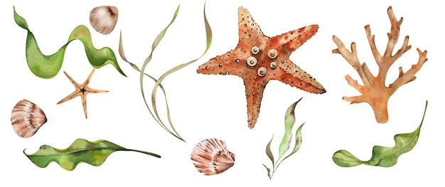Conjunto Elementos marinos conchas algas estrellas de mar corales colores restringidos acuarela ilustración para telas textiles ropa de playa accesorios de verano elementos de diseño logotipo papel tapiz de agencia de viajes
