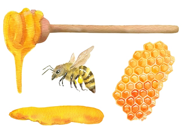 Conjunto de elementos miel en panal cuchara de madera con miel que fluye abeja con polen charco de miel