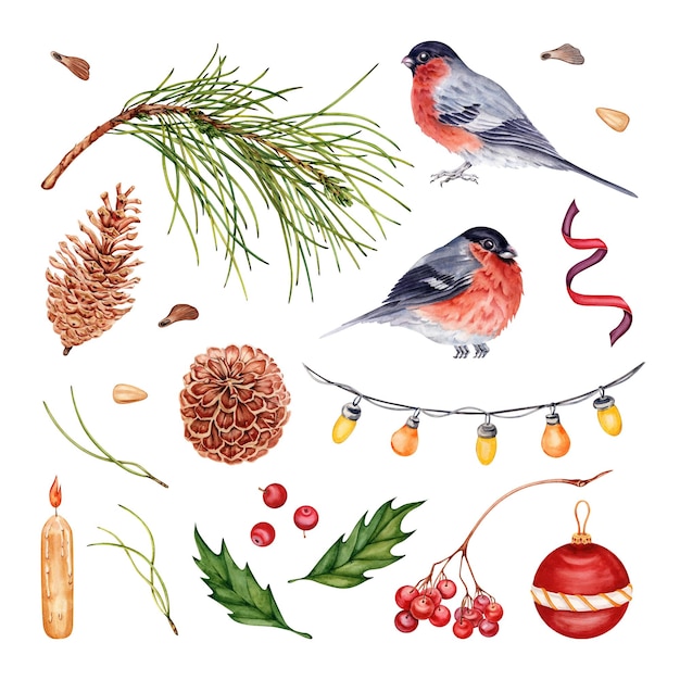 Conjunto de elementos de Navidad Cone de pino Bullfinch holly rowan bayas cinta ilustración de acuarela