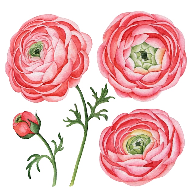 Foto conjunto em aquarela de ranúnculo, ilustração floral desenhada à mão, isolada em um branco