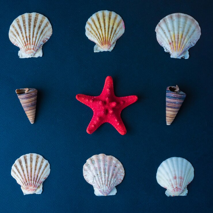 Foto conjunto de estrellas de mar y conchas marinas en una plaza.