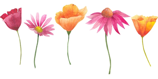 Conjunto de flores de acuarela California naranja y amapolas rojas Echinacea purpurea y Cosmos flores aisladas sobre fondo blanco Ilustración pintada a mano Clipart botánico