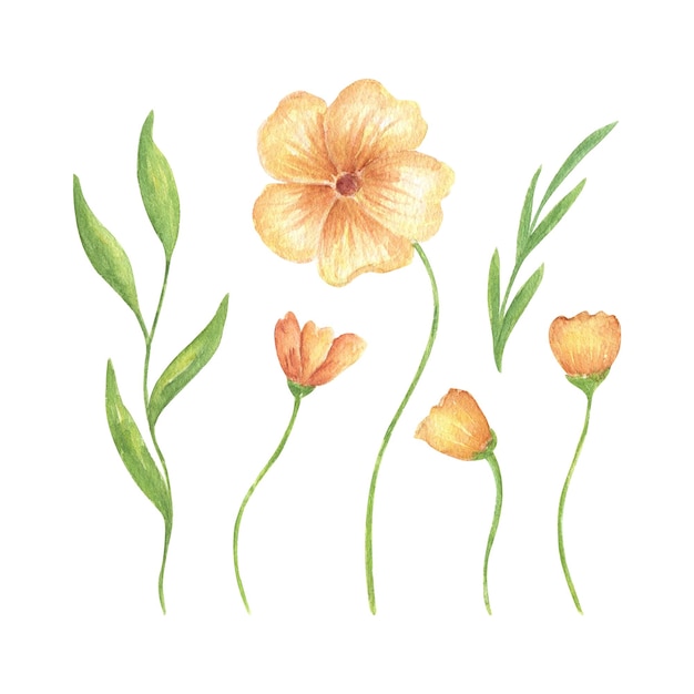 Un conjunto de flores amarillas y verdor delicadas ilustraciones en acuarela para invitaciones de boda