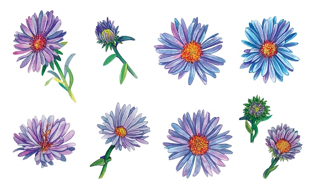 Conjunto de flores de aster lila Ilustración acuarela sobre papel