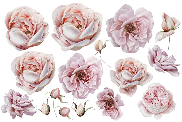 Conjunto de flores de boda en acuarela con rosas, flores y brotes