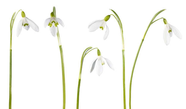 Conjunto de flores de campanilla de primavera aislado en blanco