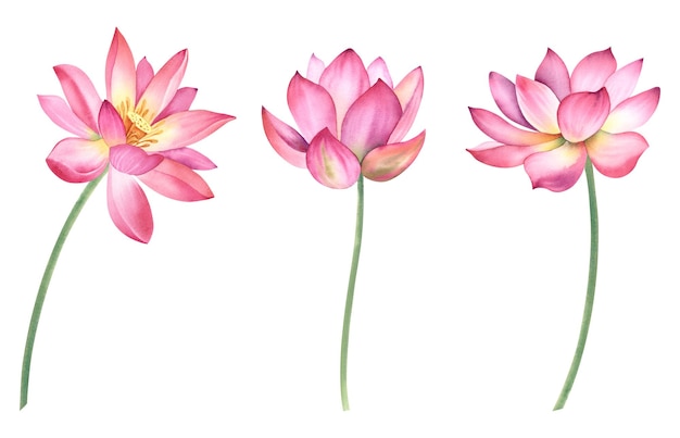 Un conjunto de flores de loto rosadas en un fondo aislado La ilustración de acuarela está dibujada a mano Lirios de agua delicados para el diseño spa zen Clipart para imprimir postales