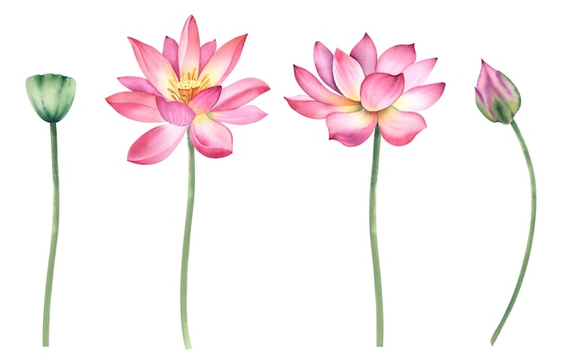 Un conjunto de flores de loto rosadas en un fondo aislado La ilustración de acuarela está dibujada a mano Lirios de agua delicados para el diseño spa zen Clipart para imprimir postales