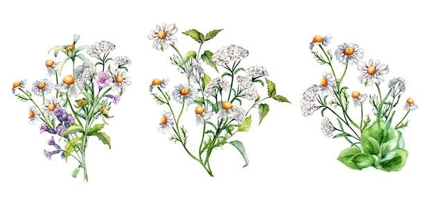 Conjunto de flores medicinales de prado ilustraciones en acuarela aisladas en blanco Ramo de hierbas florales en estilo botánico Planta de manzana ortiga achillea millefolium dibujado a mano Diseño para el paquete