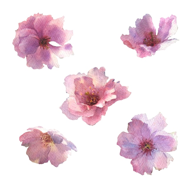 Conjunto de flores rosas acuarela flor de cerezo elementos de las flores de cerezo japonesas sakura primavera