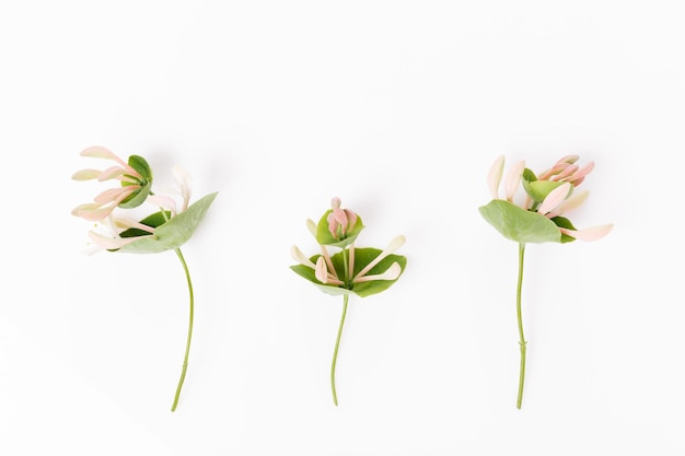 Conjunto de flores silvestres sobre fondo blanco concepto de botánica vista superior plana sentar Letonia Europa del Norte