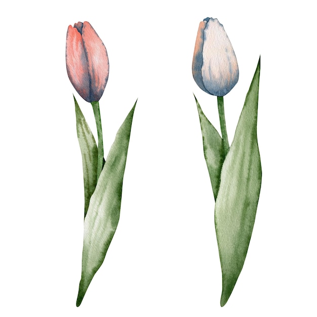 Foto conjunto de flores de tulipán aisladas sobre fondo blanco, ilustración acuarela.