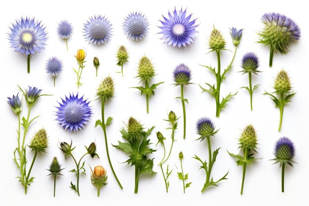 Un conjunto de fotos instantáneas de flores de jardín de arriba abajo con hojas y tonos pastel aislados en blanco