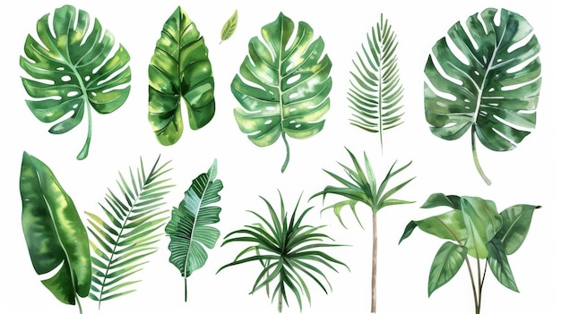 Conjunto de grandes plantas tropicales dibujadas a mano en acuarela