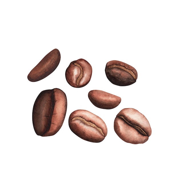 Conjunto de granos de café aislado en blanco Ilustración dibujada a mano con acuarela Arte para el diseño de la tarjeta de fondo del menú de textiles