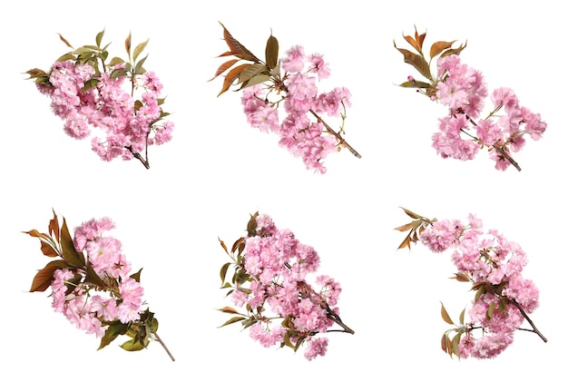 Conjunto con hermosas ramas de árboles de sakura con flores rosas sobre fondo blanco.