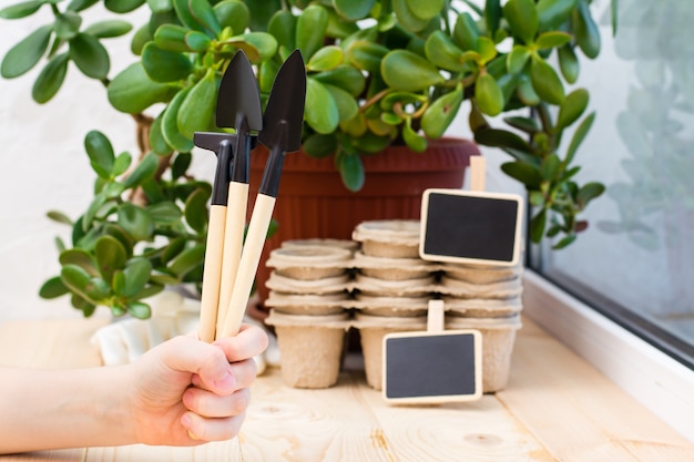 Conjunto de herramientas de jardinería para plantas de interior.