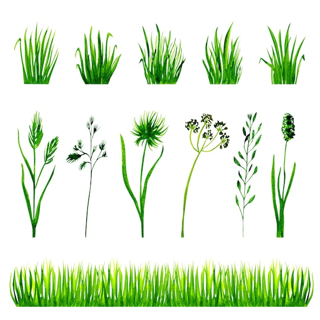 Foto conjunto de hierba verde acuarela aislado sobre fondo blanco