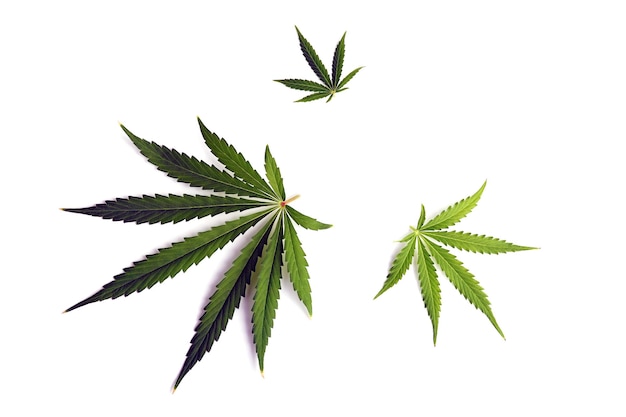 Conjunto de hojas de cannabis aislado sobre un fondo blanco.