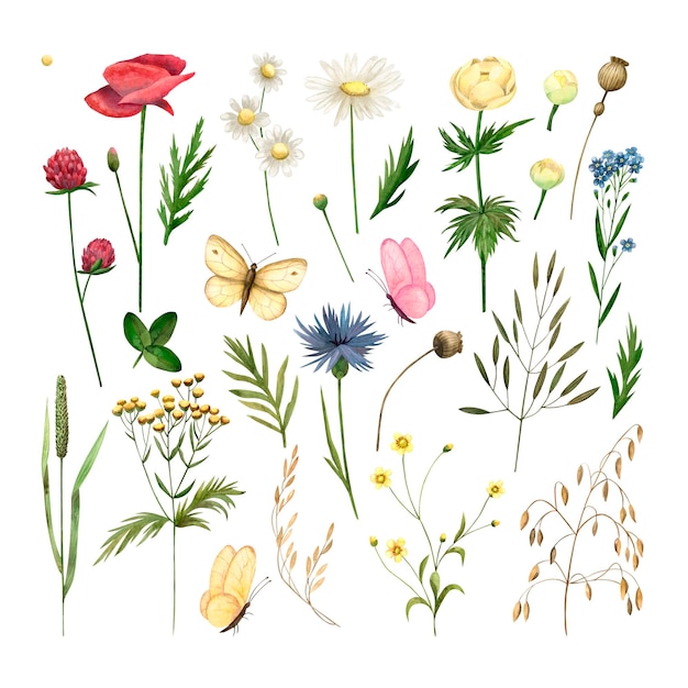 Conjunto de hojas de flores silvestres y mariposas aisladas ilustraciones en acuarela para tarjetas invitaciones