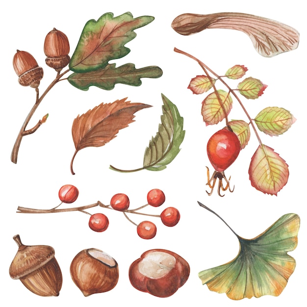 Un conjunto de hojas de otoño y bellotas en una rama.