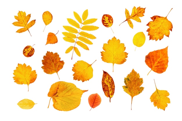 Conjunto de hojas de otoño naturales aisladas sobre fondo blanco. Vista superior.