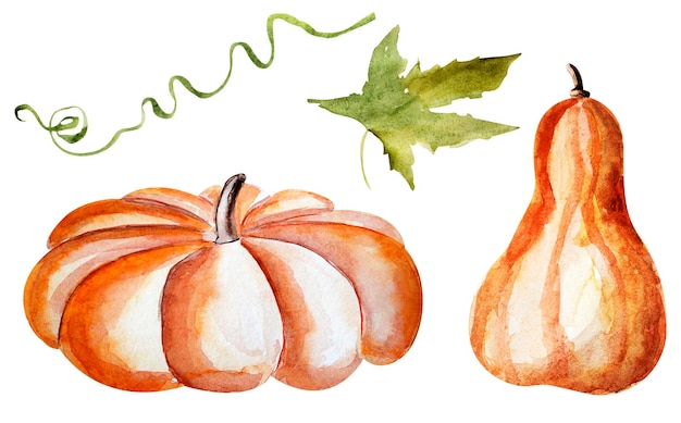 Conjunto de ilustración acuarela de calabazas