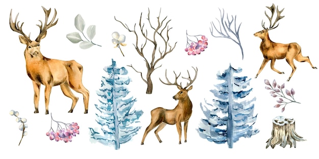Conjunto de ilustración acuarela de ciervos y plantas de invierno aislado sobre fondo blanco