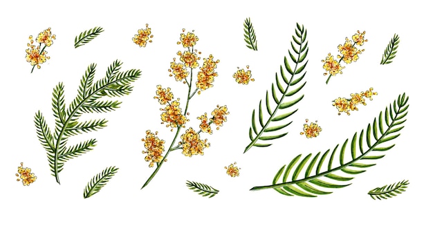 Conjunto de ilustración de acuarela de flores de primavera amarillas mimosa y ramitas verdes ramitas hojas Símbolo