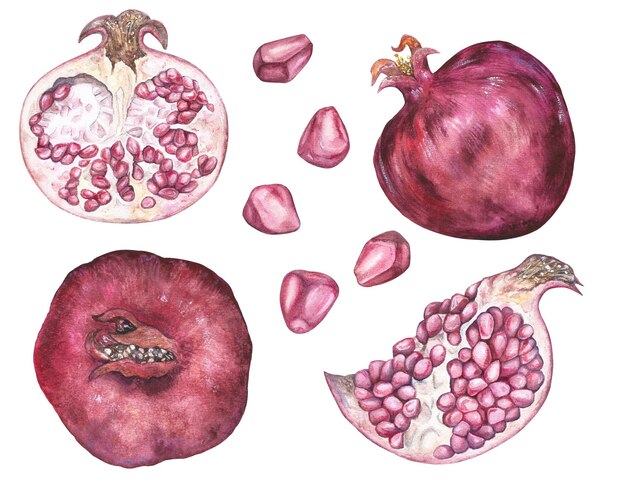 Conjunto de ilustración de acuarela de una fruta de granada de color rojo y bayas individuales aisladas o