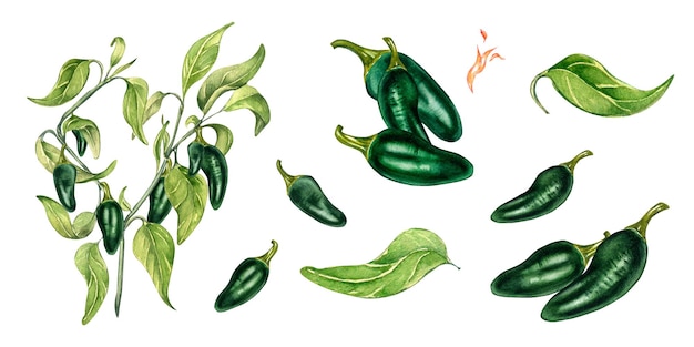 Conjunto de ilustración de acuarela de pimientos verdes jalapeños aislado sobre fondo blanco