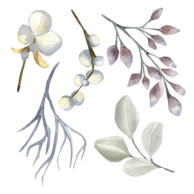 Conjunto de ilustración acuarela de snowberries de eucalipto aislado en blanco