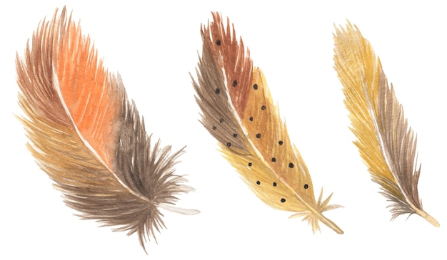 Conjunto de ilustración de plumas de pájaro acuarela Clipart boho