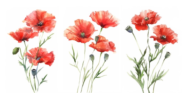 Conjunto de ilustraciones en acuarela de amapolas rojas aisladas sobre un fondo blanco