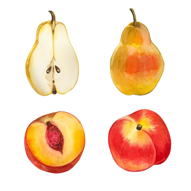 Conjunto de ilustraciones a la acuarela Conjun to de frutas Pera entera y nectarina mitades de pera