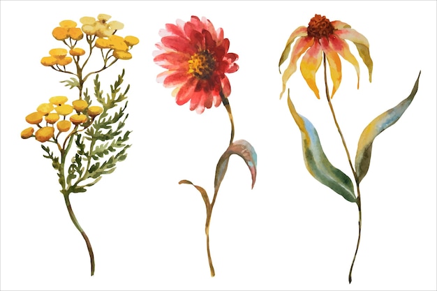 Conjunto de ilustraciones en acuarela de flores de otoño amarillas y naranjas sobre fondo blanco