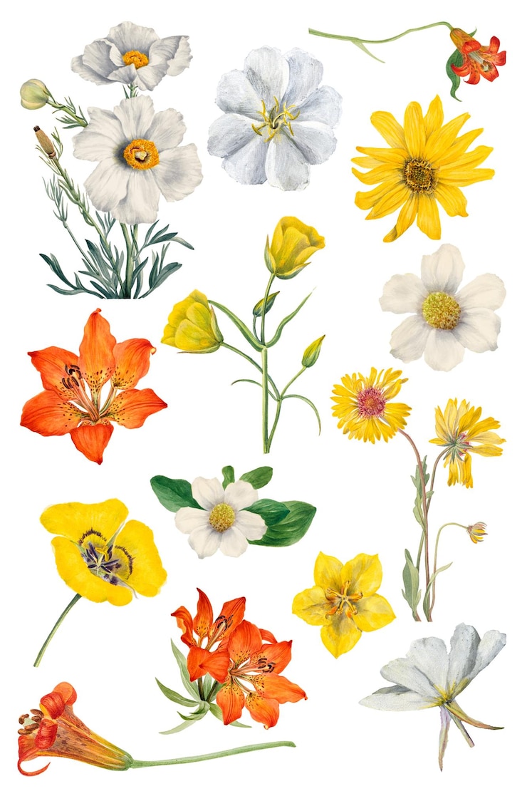 Foto conjunto de ilustraciones florales en flor de png