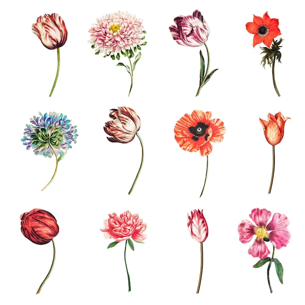 Conjunto de ilustraciones de flores de época