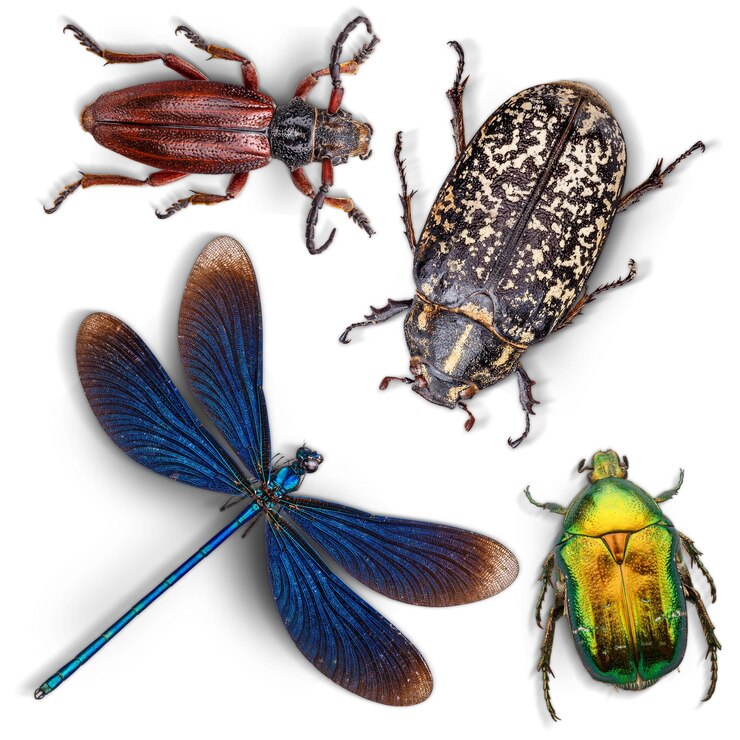 Conjunto de insectos