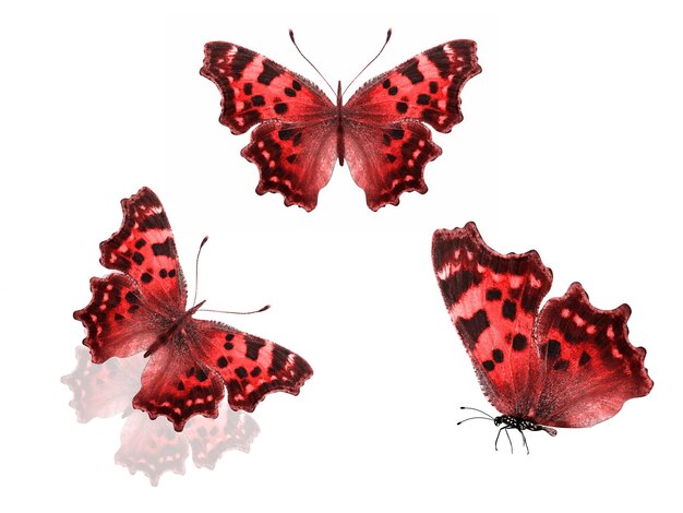 Conjunto de mariposas rojas aisladas sobre fondo blanco. bandada de polillas de colores. tres insectos tropicales. Foto de alta calidad