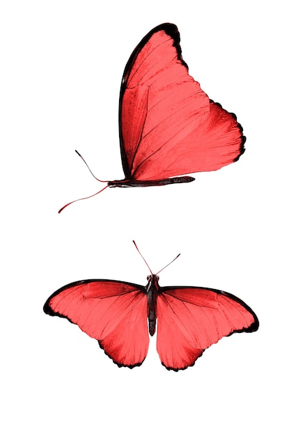 Conjunto de mariposas rojas aisladas sobre fondo blanco. Foto de alta calidad