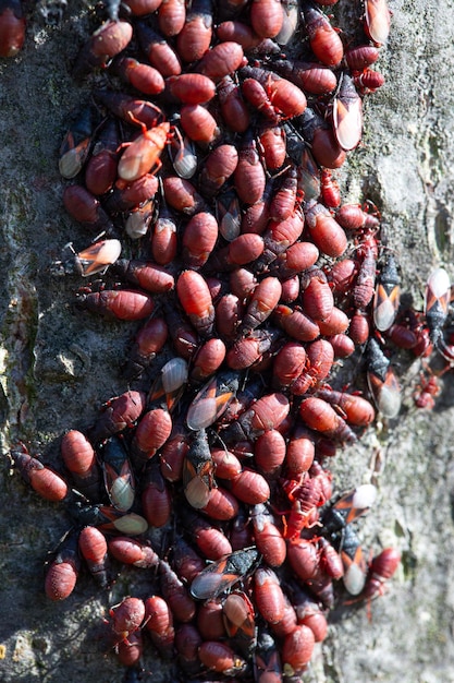 Conjunto de ninfas de Pyrrhocoris apterus en la corteza