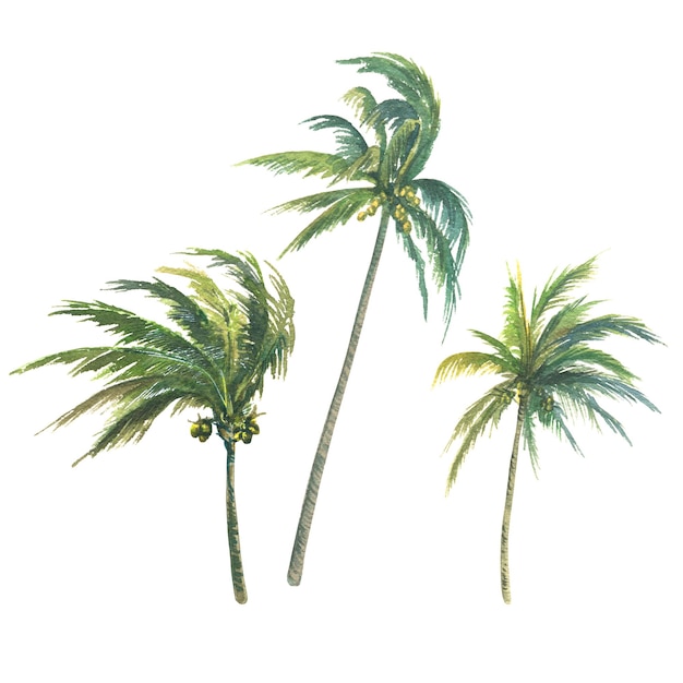 Un conjunto de objetos aislados de palmas de coco de un gran conjunto de ilustración de acuarela tropical de CUBA Para diseño de decoración y postales de composición carteles publicitarios pancartas de recuerdos