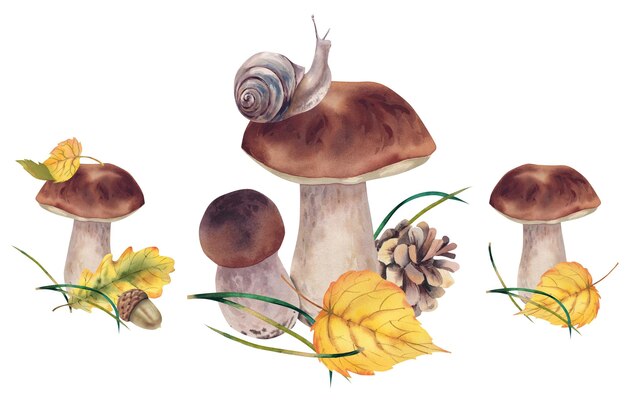 Conjunto otoñal de bellotas, setas porcini, caracoles, piñas y ramas de abeto. Ilustración acuarela Día de Acción de Gracias Vacaciones