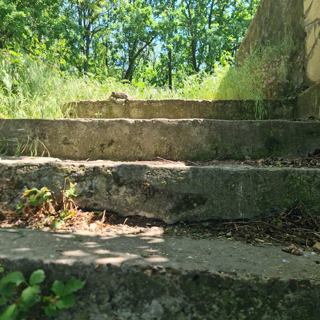 Un conjunto de pasos concretos con una planta verde que crece en él.