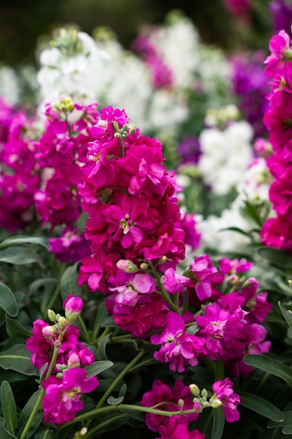 Conjunto de pequeñas flores de colores con hojas verdes