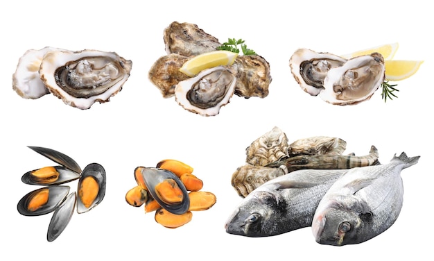 Conjunto con pescado dorado crudo fresco y otros sabrosos mariscos sobre fondo blanco.