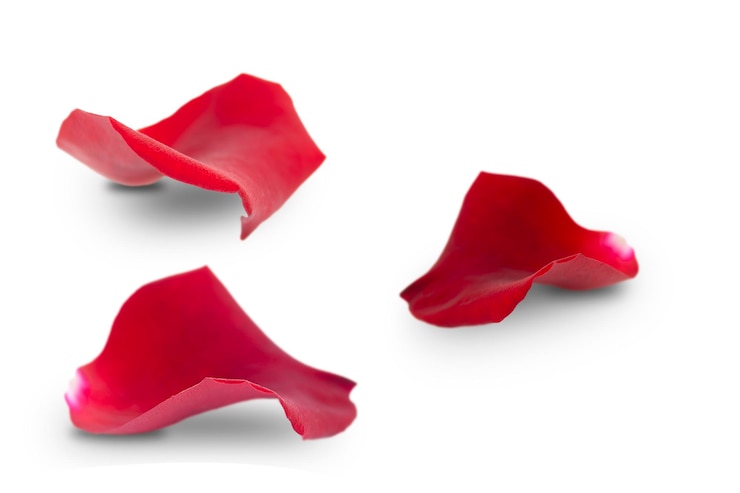 Foto conjunto de pétalos de rosas rojas aislado sobre fondo blanco.